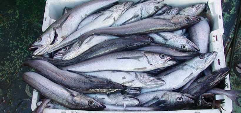 A crate of fresh fish ready for dispatch